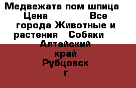 Медвежата пом шпица › Цена ­ 40 000 - Все города Животные и растения » Собаки   . Алтайский край,Рубцовск г.